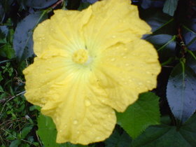 Nec_0001_22