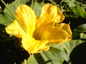 Nec_0005_16