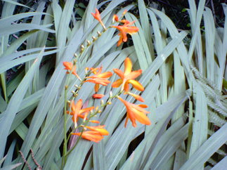 Nec_0010_15