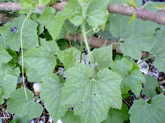 Nec_0011_14