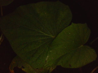 Nec_0034_12