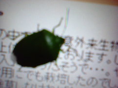 Nec_0055_1