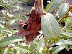 Nec_0058