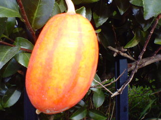 Nec_0059_1