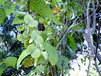 Nec_0071_1