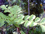 Nec_0088